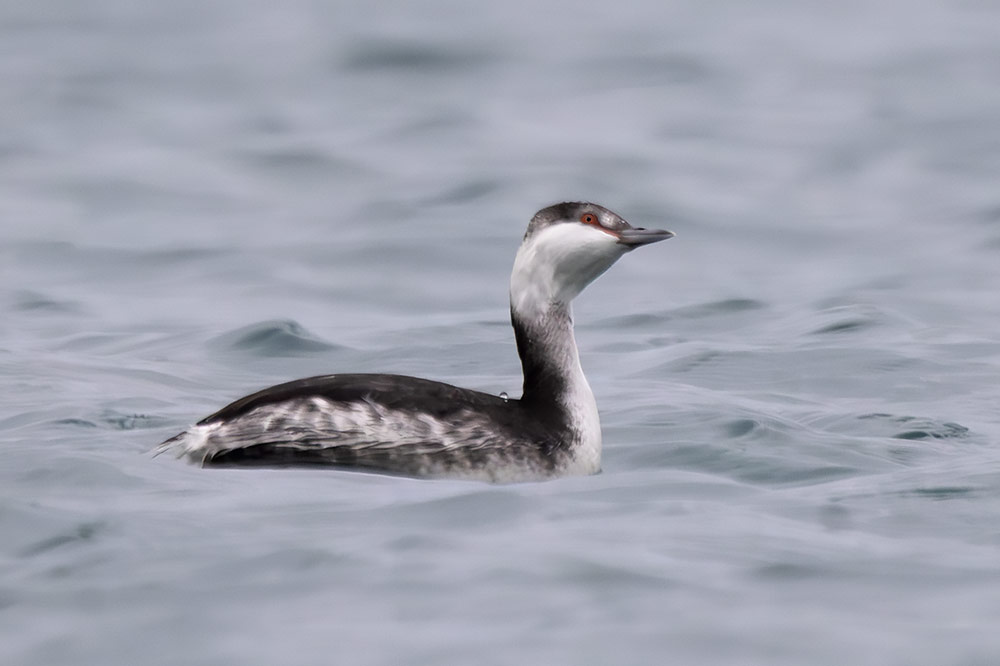 Slavonian grebe